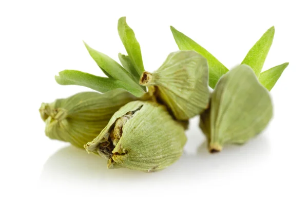 depositphotos_13391803-stock-photo-green-cardamom-pods depositphotos_13391803-stock-photo-green-cardamom-pods