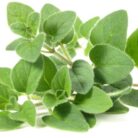Oregano_Main_Image