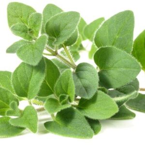 Oregano