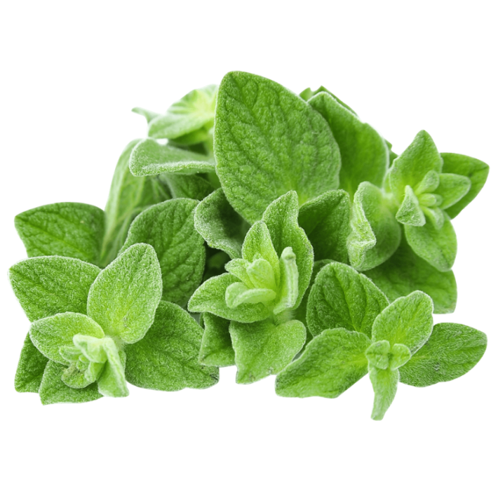 oregano2